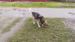 Серенькому повезло