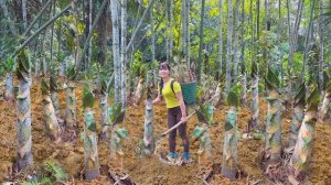 Собранный урожай больших побегов бамбука несу на продажу на рынок. Фуонг. Вьетнам