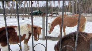 До свидания зоопарк 26.02.26.