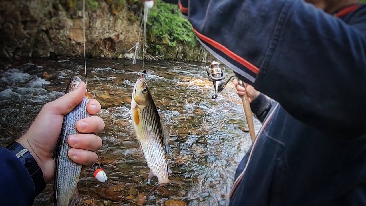 Лучшая Рыбалка на Хариуса. Рыбный День. Наловили Кучу Хариуса Самая Лучшая Рыбалка 2025 Онлайн Рутуб смотреть онлайн