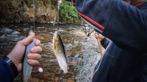 Лучшая Рыбалка на Хариуса. Рыбный День. Наловили Кучу Хариуса Самая Лучшая Рыбалка 2025 Онлайн Рутуб