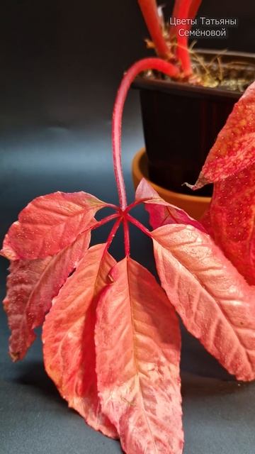 Бегония Macdougalli Цветы Татьяны Семёновой.