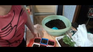 ПИКИРУЮ ПЕТУНИИ. ПОЛУЧИЛА БЕГОНИИ