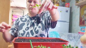 Пикирую перец,От КОММЕНТАРИЕВ МАМА В ШОКЕ