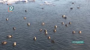 Цыплят по осени считают, а остальных пернатых - дважды в год: подведены итоги зимней переписи птиц