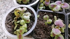 🌱🌱🌱 Пикировка колеусов, разбираю смеси.