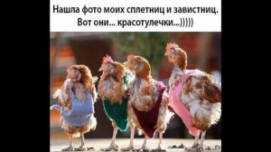 Лица обзорщиков. Жаба, будка и другие животные