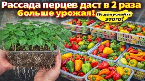 РАССАДА ПЕРЦА будет ЗДОРОВАЯ и даст в 2 раза больше урожая! НЕ ДОПУСКАЙТЕ ЭТОГО!
