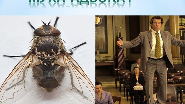 МУХА-АДВОКАТЕ (ПОЭМКА) смотреть онлайн