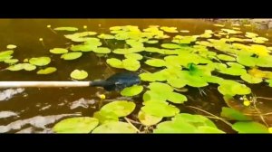 поездка за воблерами ЧАСТЬ 76