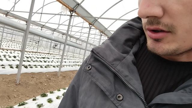 Подкормки и обработки клубники в начале вегетации смотреть онлайн