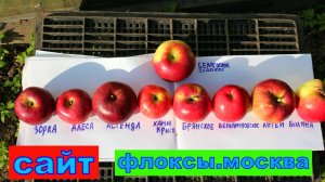 ЛУЧШИЕ ЗИМНИЕ СОРТА ЯБЛОНЬ