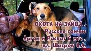 ОХОТА НА ЗАЙЦА .Русские гончие Аргон и Раскат 6 мес. вл. Шатров В.А.#охотасгончей #топ #hunting