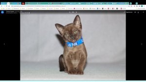 Котята питомника кошек  БУРМАКОФФ