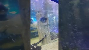 Океанариум в Ейске