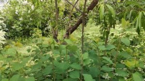 Один из дней города Евпатории | 18 мая 2021 год | Крым | ХАН БАТОН | XAH 6ATOH | VID_20210518_131719