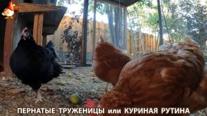 Куриная рутина – что делают куры на выгуле 😂 эпизод (137)