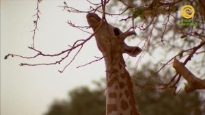 Разговоры с животными. Анонс. Канал В Мире Животных