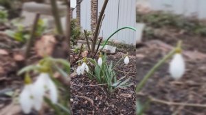 Ландыши заканчивают цветение