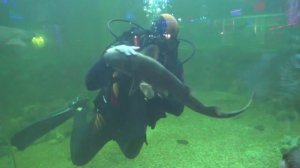 Влог Океанариум： Настя первый раз увидела АКУЛУ