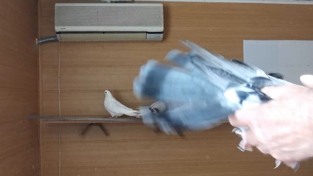 VID_20240915_094531.mp4 смотреть онлайн