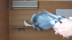 VID_20240915_094531.mp4