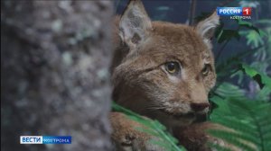 В центре Костромы появился кусочек нетронутой южной тайги