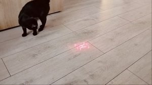 Новая игрушка!🐱