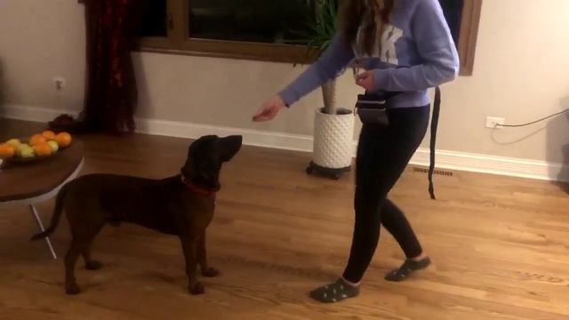 Баварская горная гончая. Внуки молодцы, сын КРАСИВОЙ СЧАСТЛИВОЙ ЖИЗНИ АЛЕКСИС РОУ