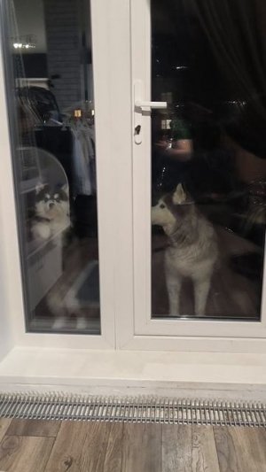 Остопротивевшая ружа