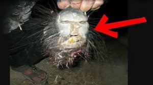 10 Странных Существ Которые Вас Удивят