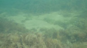 Летом на черном море под водой. Крым. Феодосия.