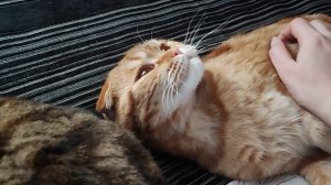 сонные любимуши