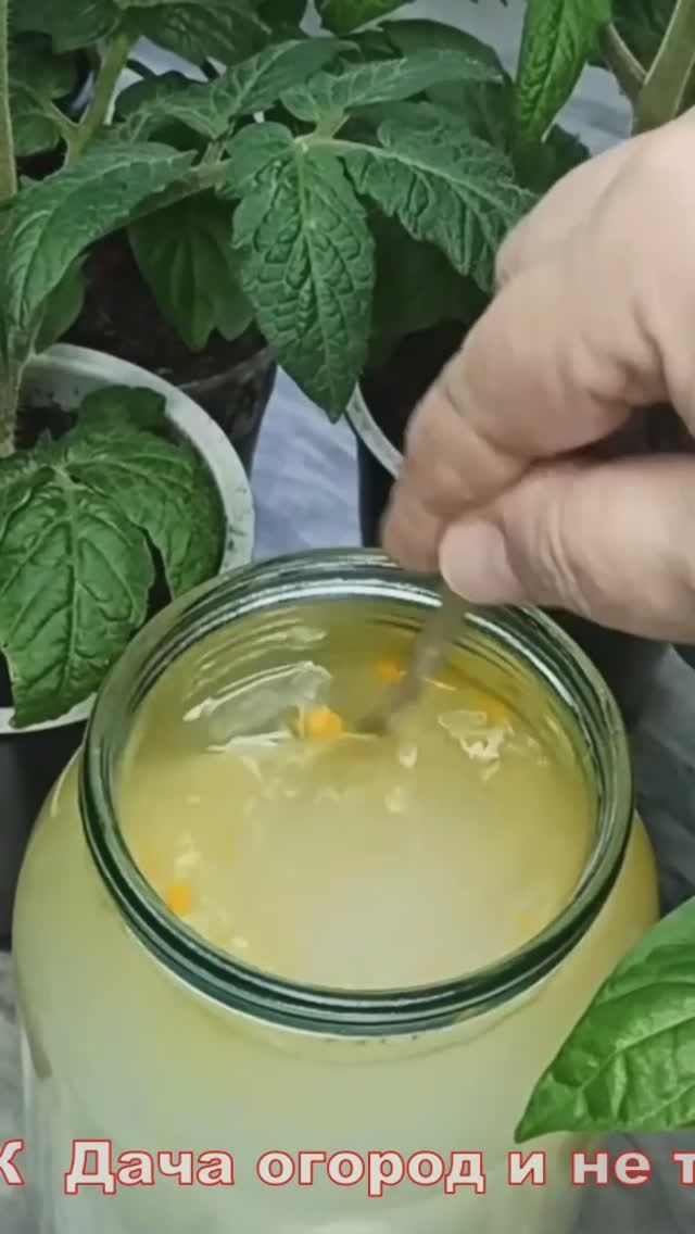 Органическая подкормка для рассады, которая не растёт и чахлая #рассада #огород #подкормка #выращива