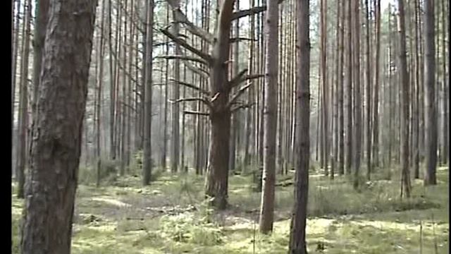 Шли, шли, гриб нашли.