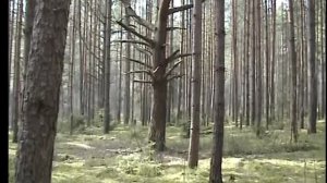 Шли, шли, гриб нашли.