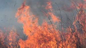 Почти 5 тысяч гектаров леса сгорели в Приморье