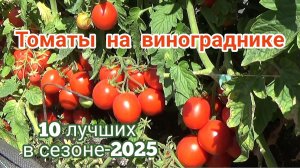 Томаты на моем винограднике