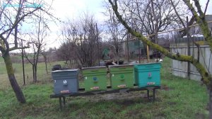 МОЯ пасека весеннее изменение