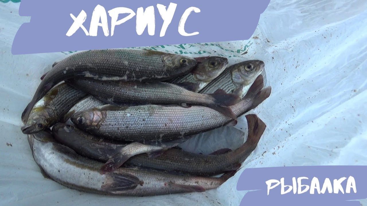 Опасное Место Для Рыбалки. Наловили Кучу Рыбы. Ловим Хариуса. Речка Собираем Грибы видео 2025 Онлайн