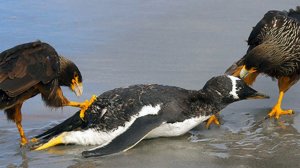 Этих СОКОЛОВ боятся Пингвины и даже ТЮЛЕНИ! Каракары – главные островные Бандиты!