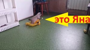 Маленькая игрунья