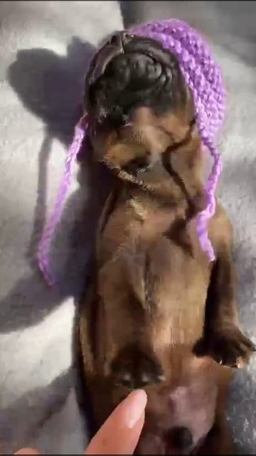 Высокопородный щенок Баварской горной гончей