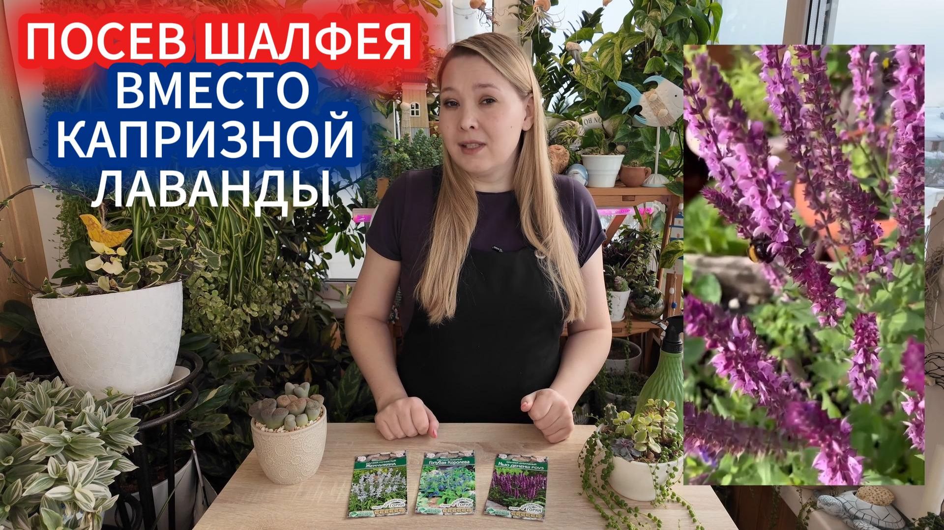 Шалфей вместо лаванды. Как вырастить шалфей дубравный: пошаговая инструкция смотреть онлайн