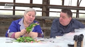 Брянский цветовод раскрыла секрет хранения тюльпанов до 8 Марта