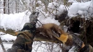 Охота на куницу. Две куницы с одного путика(Будни охотника и рыбака
