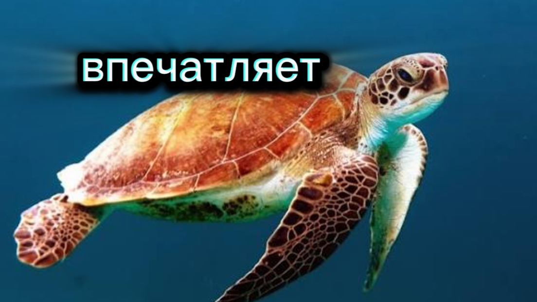 ЧЕРЕПАХА ПЛАВАЕТ КРАСОТА. Океан смотреть онлайн