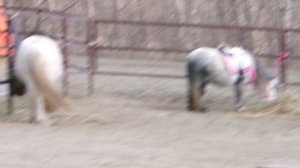 100_0048Масленица февраль 2026 Невинномысск