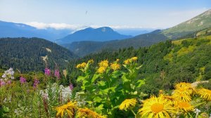 "Музыка гор". Волшебный дудук и цветы альпийских лугов | Гармония природы