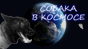 Собака Чернушка:космический полёт перед Гагариным